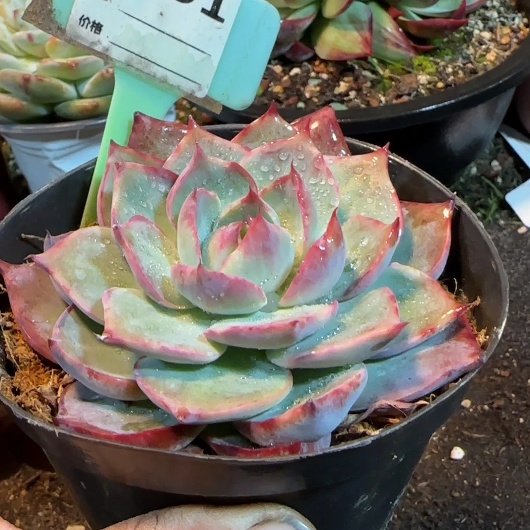 惊鸿一物一拍包装收缩花旱901