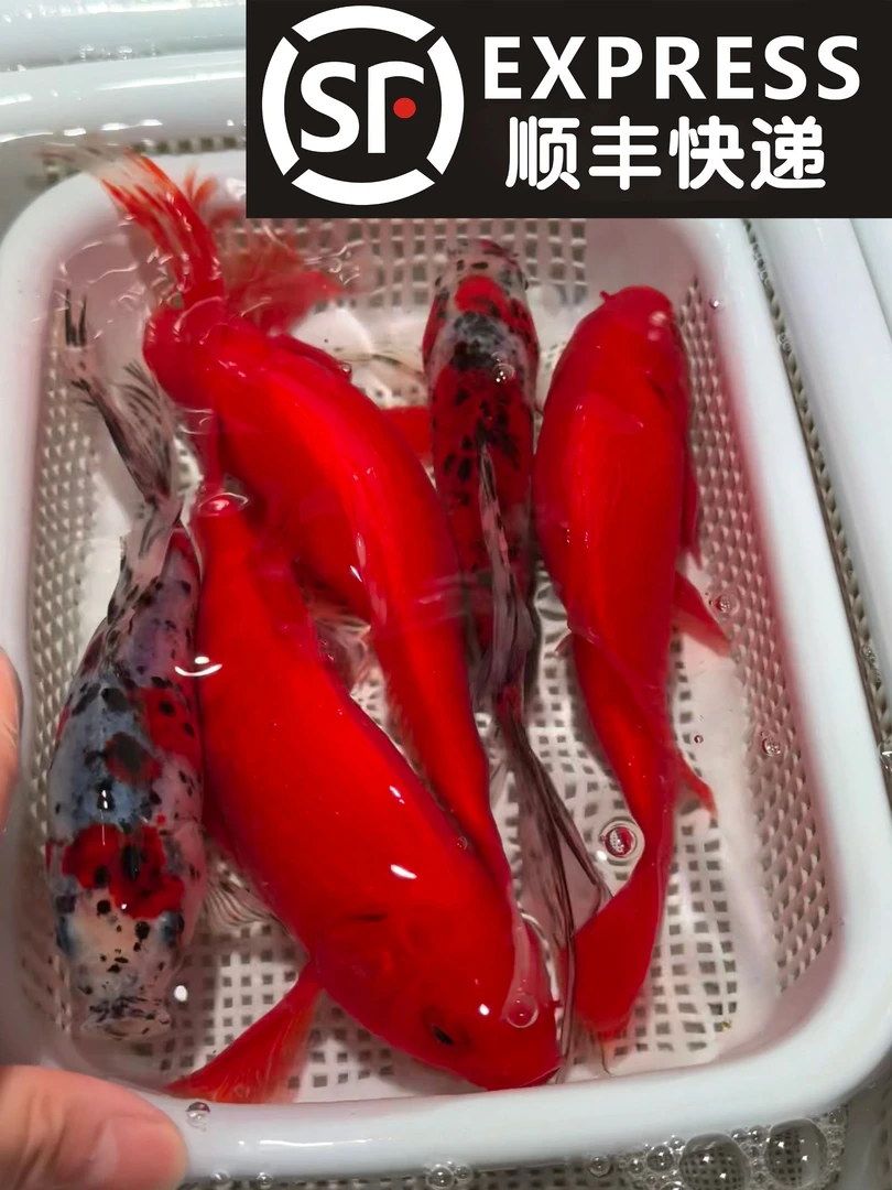 【13-15cm】红草3兰花2共五条锦鲤金鱼观赏鱼好养耐活