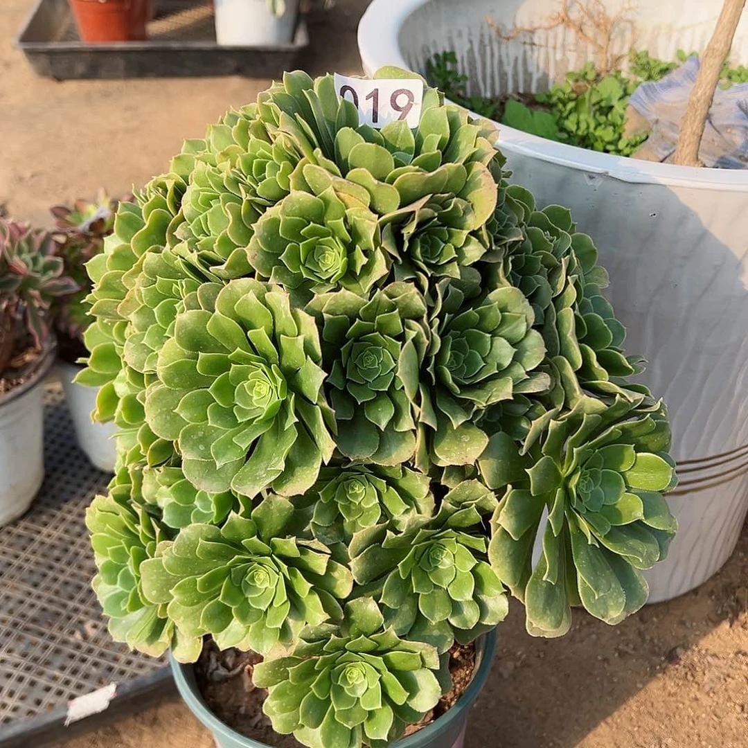 紫砂茶宠绿羊绒老桩019