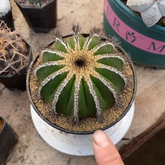 一个大优博仙人球