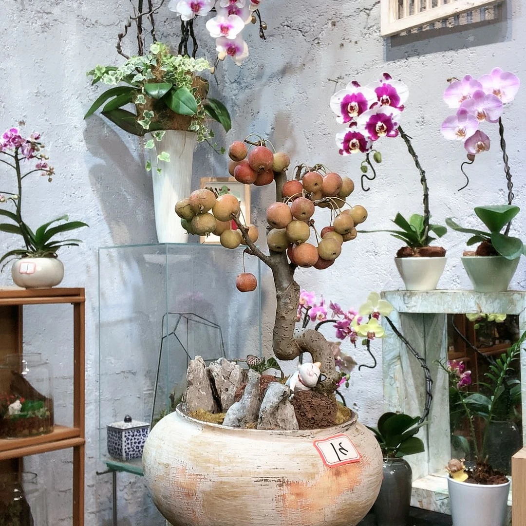 完全开放蝴蝶兰一物一拍