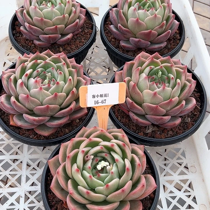 16.67突尼丝带盆一个