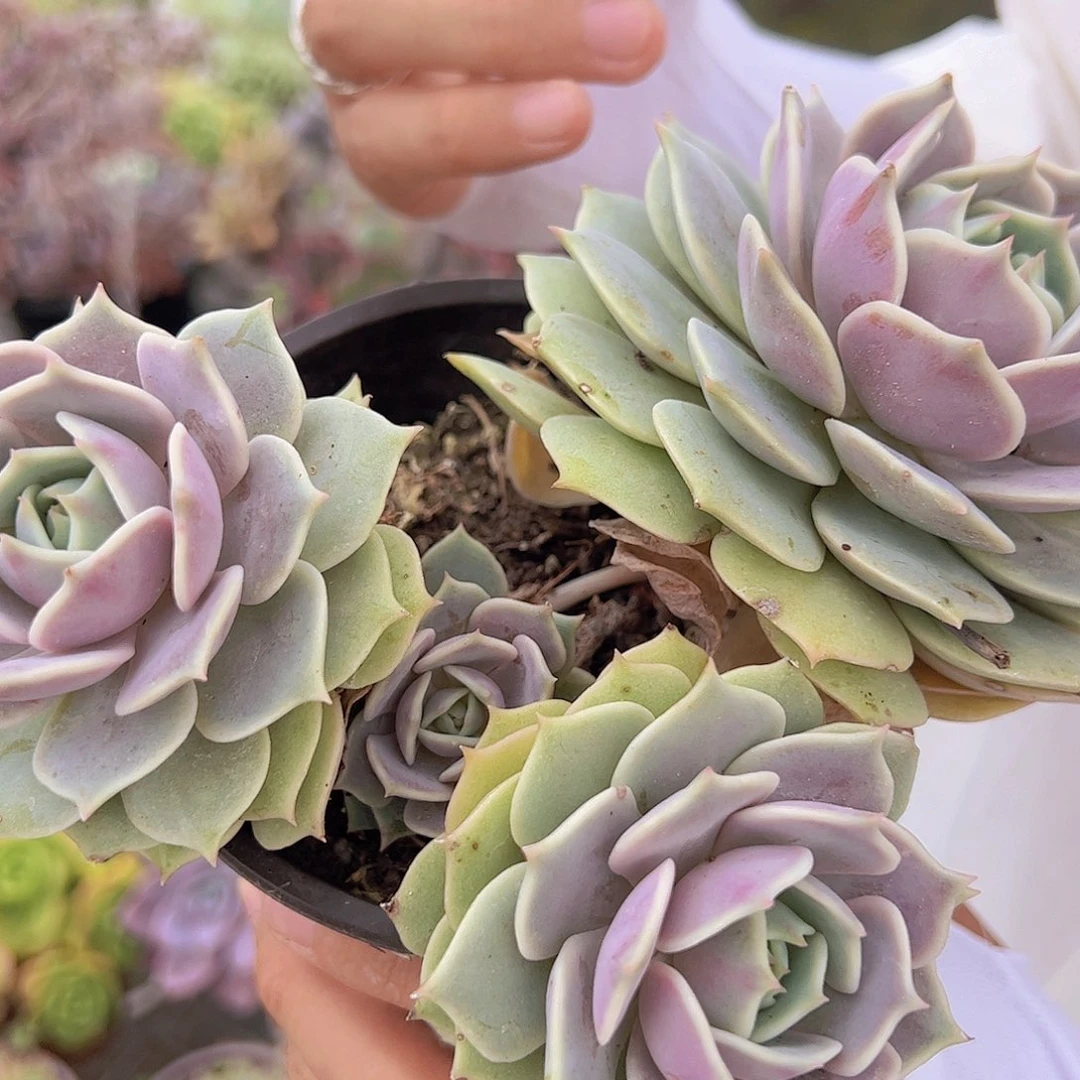 露娜莲 多头起发