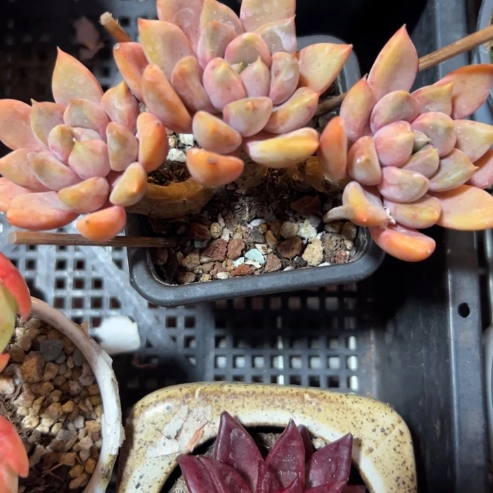 幸运儿是一位非常我