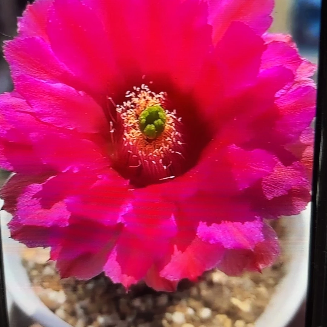 鲜红虾侧牙20包邮24