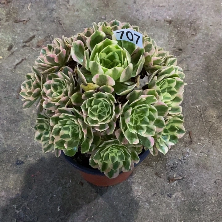 哈***圆女妖多肉植物707