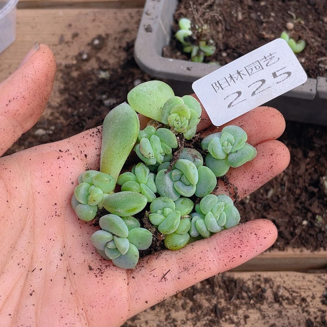 多肉植物多肉植物225