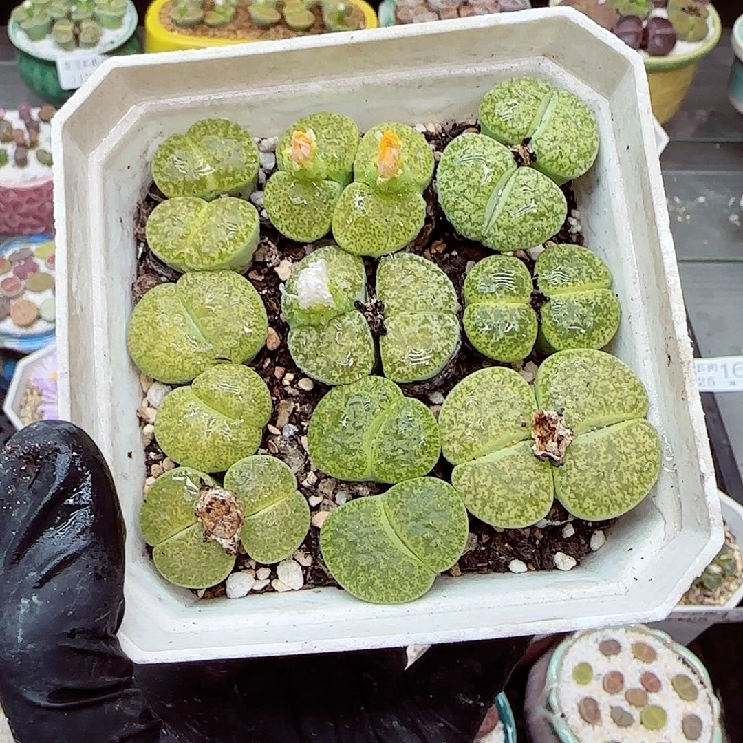 生石花满18包邮1125-202