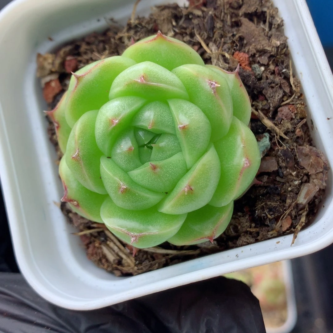 58包邮  群生不包整麦秆21