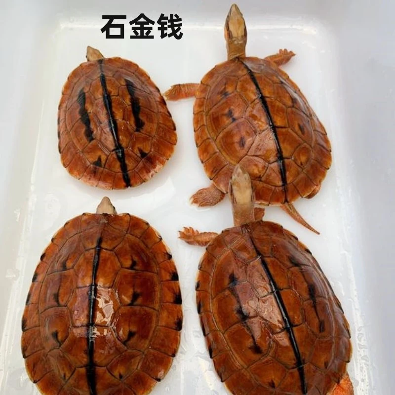 越南石金钱龟纯种南石龟苗繁殖石龟招财宠物水龟活体金钱龟小乌龟