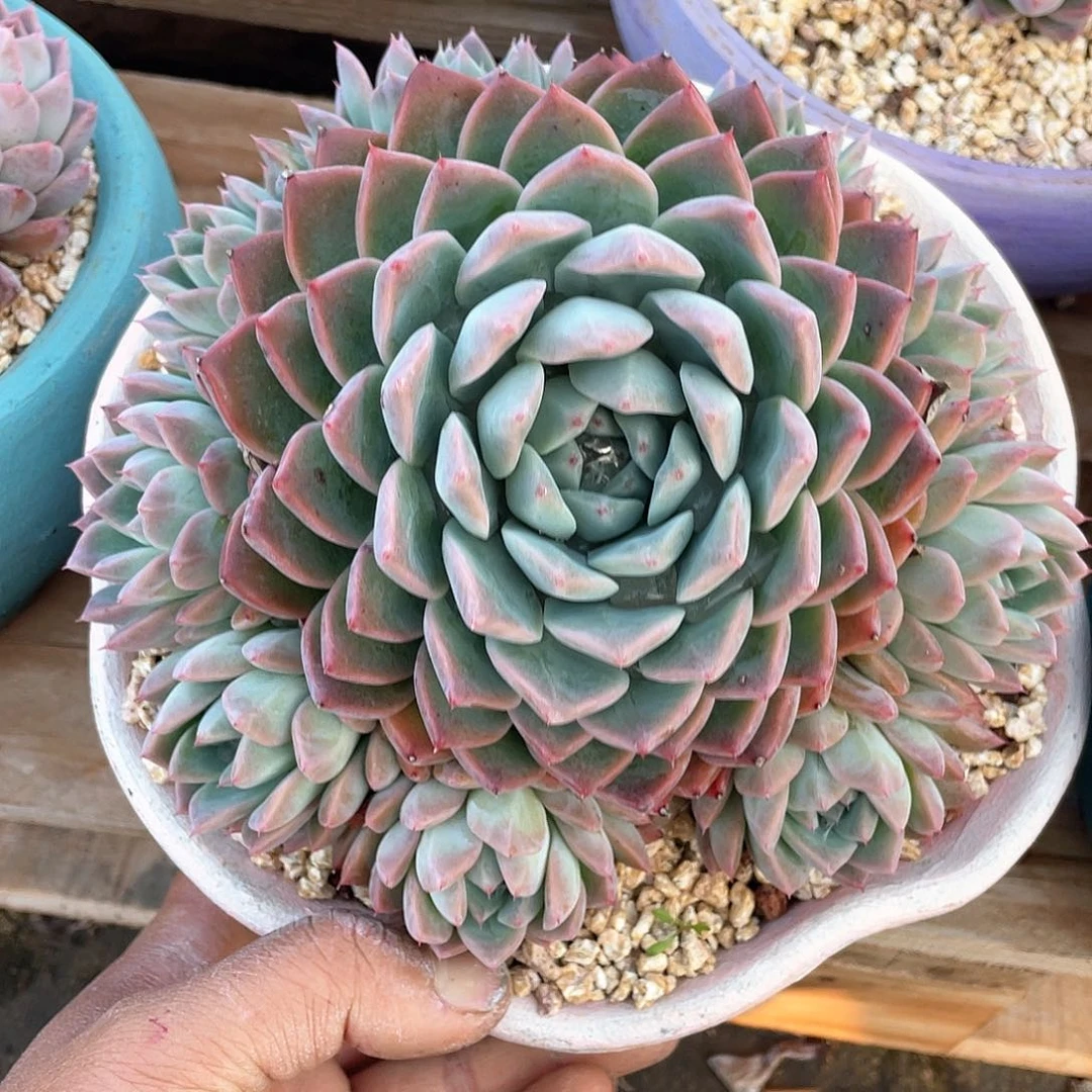 s***y多肉植物一物一拍