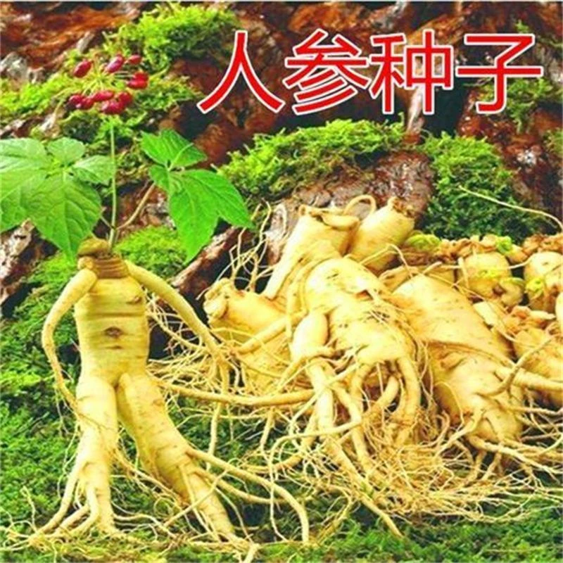 长白山人参种子野山参苗人参苗四季易种中药材易活室内观花卉盆栽