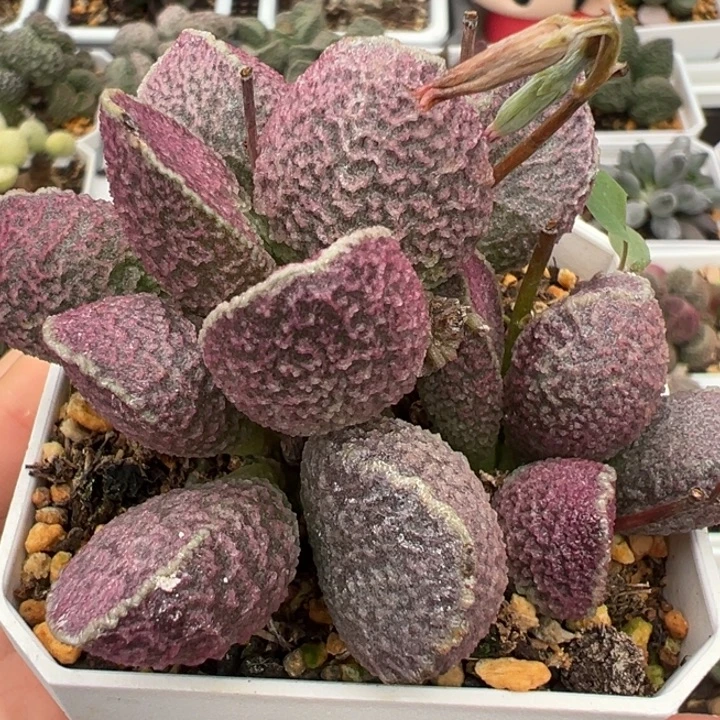 哈莫猪肝老桩多肉植物水泡