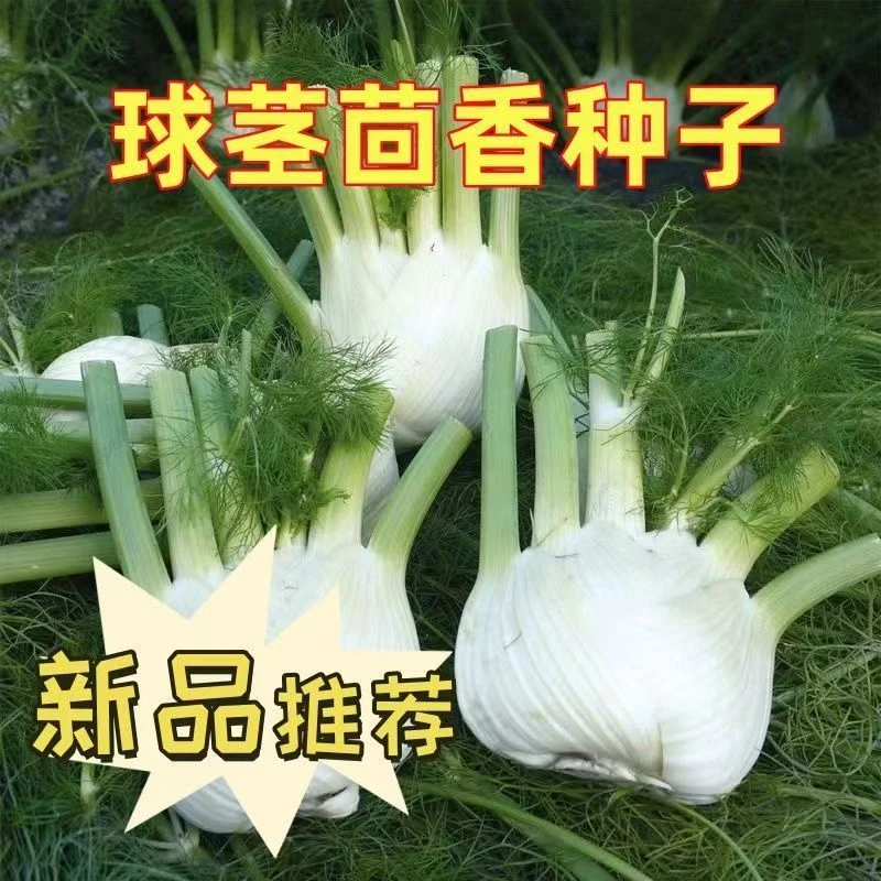 球茎茴香种子多次采收结球小叶回香球种籽割茬蔬菜种子春四季盆栽