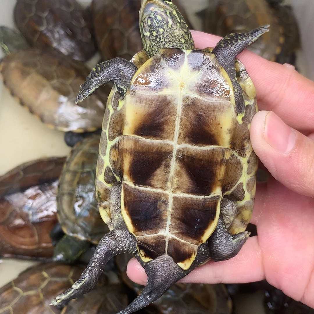 妻***龟888888777塞浦路斯