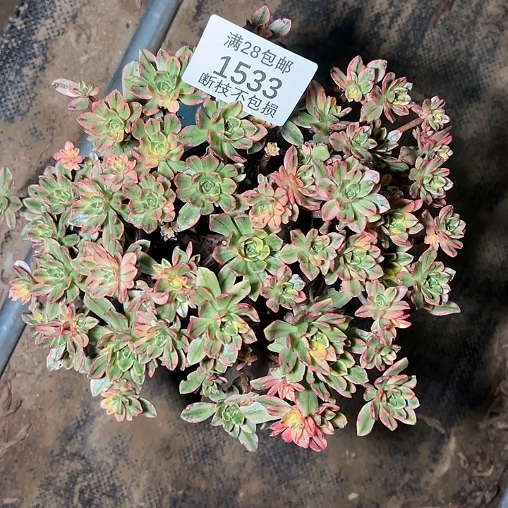 1533甜茶多肉植物