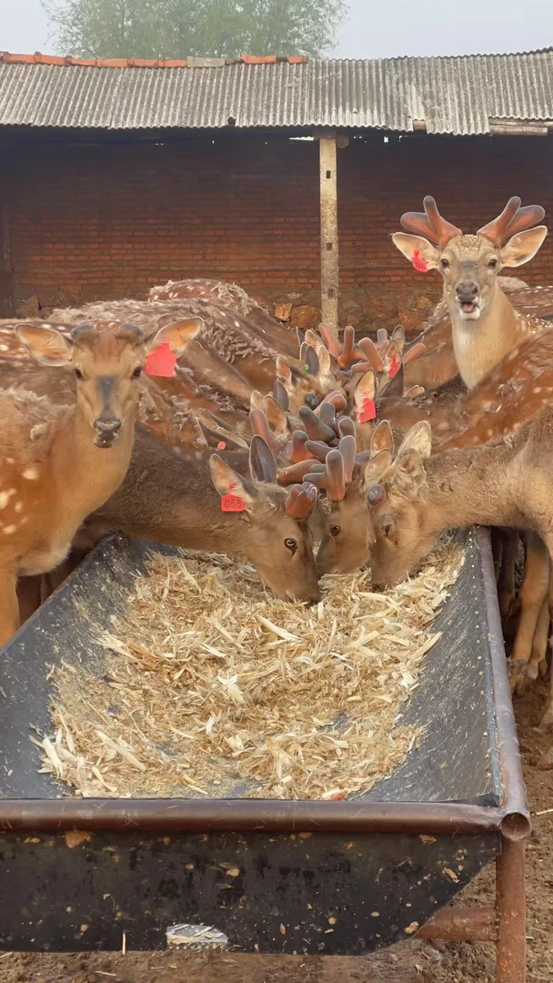 东北吉林（今日现割 ）