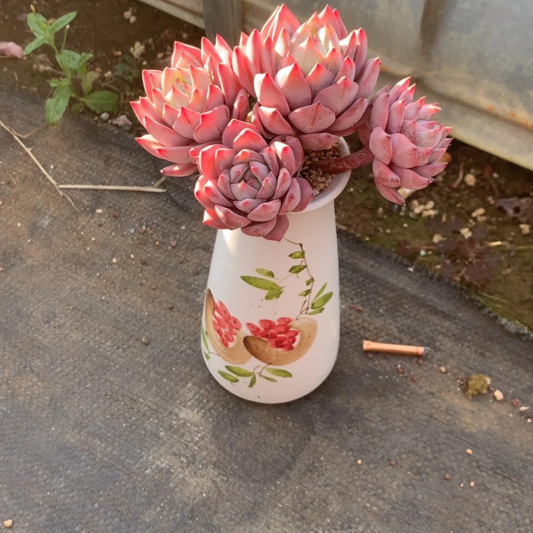 红陶玉***金中果宝好的话也不