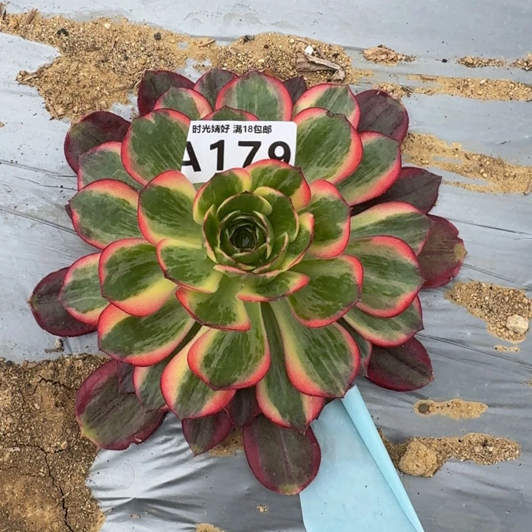 柠*179黑膜锦多肉植物