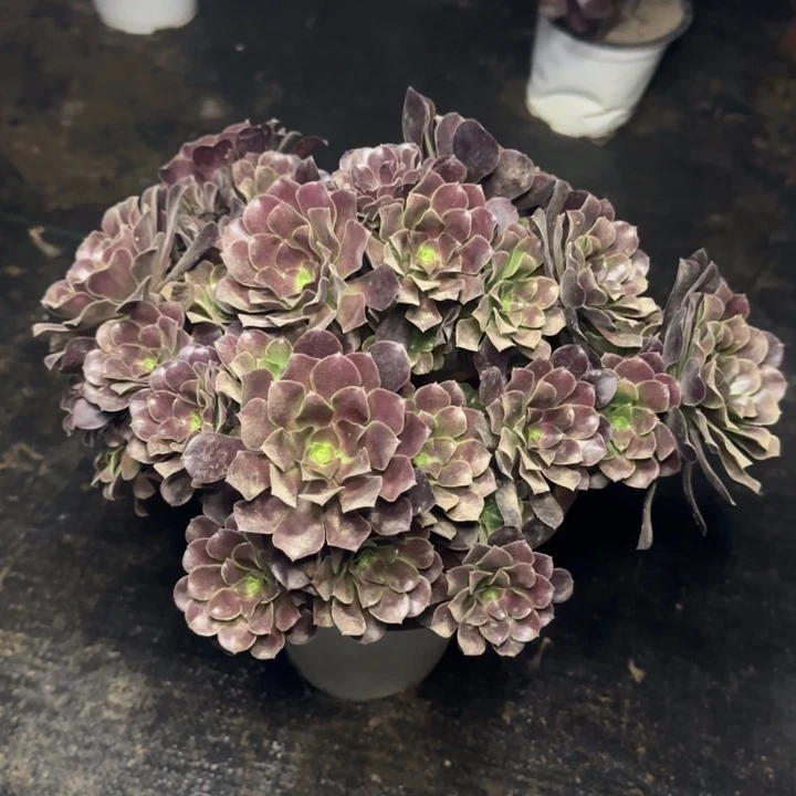 梅花两单包邮。