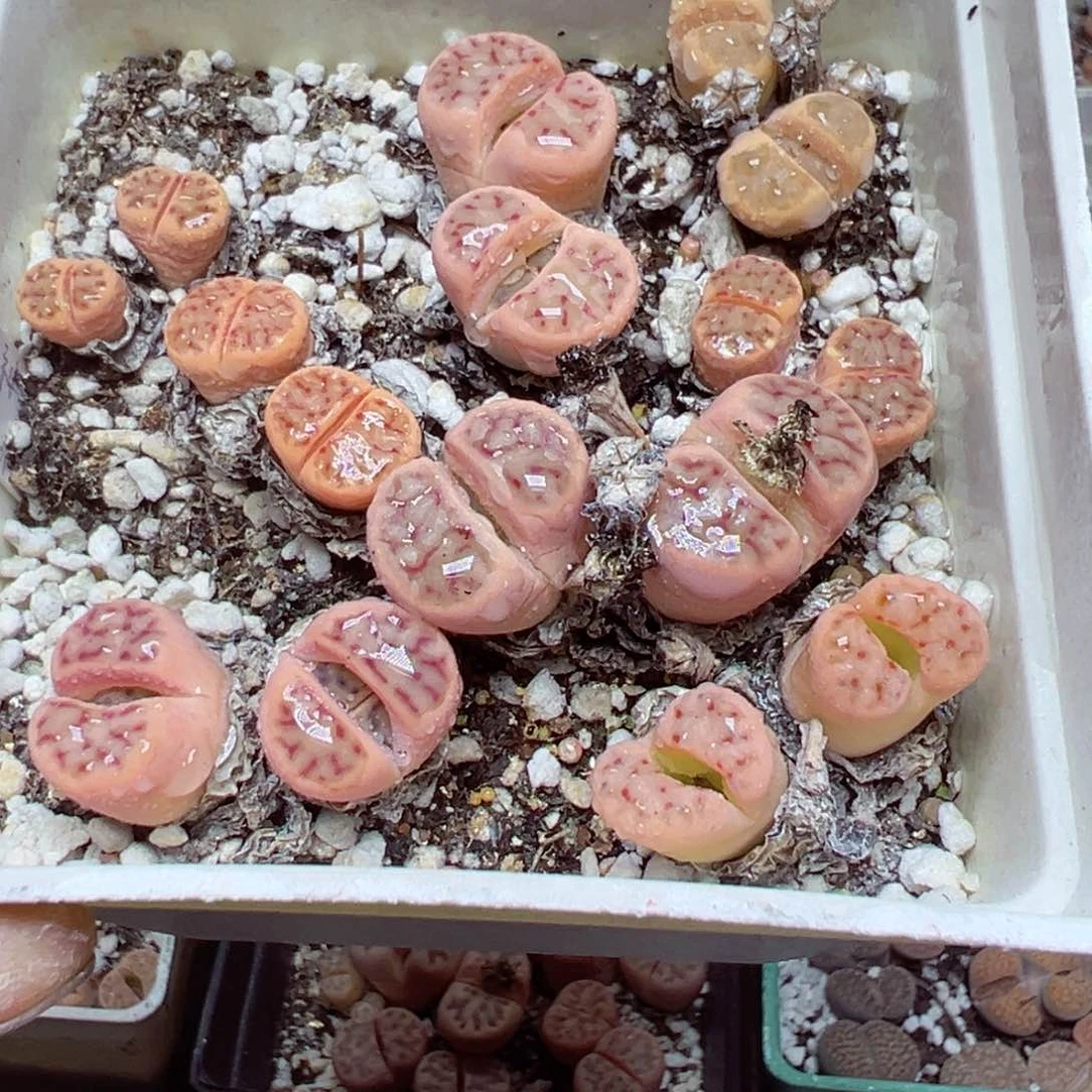 【闪购商品】 988。