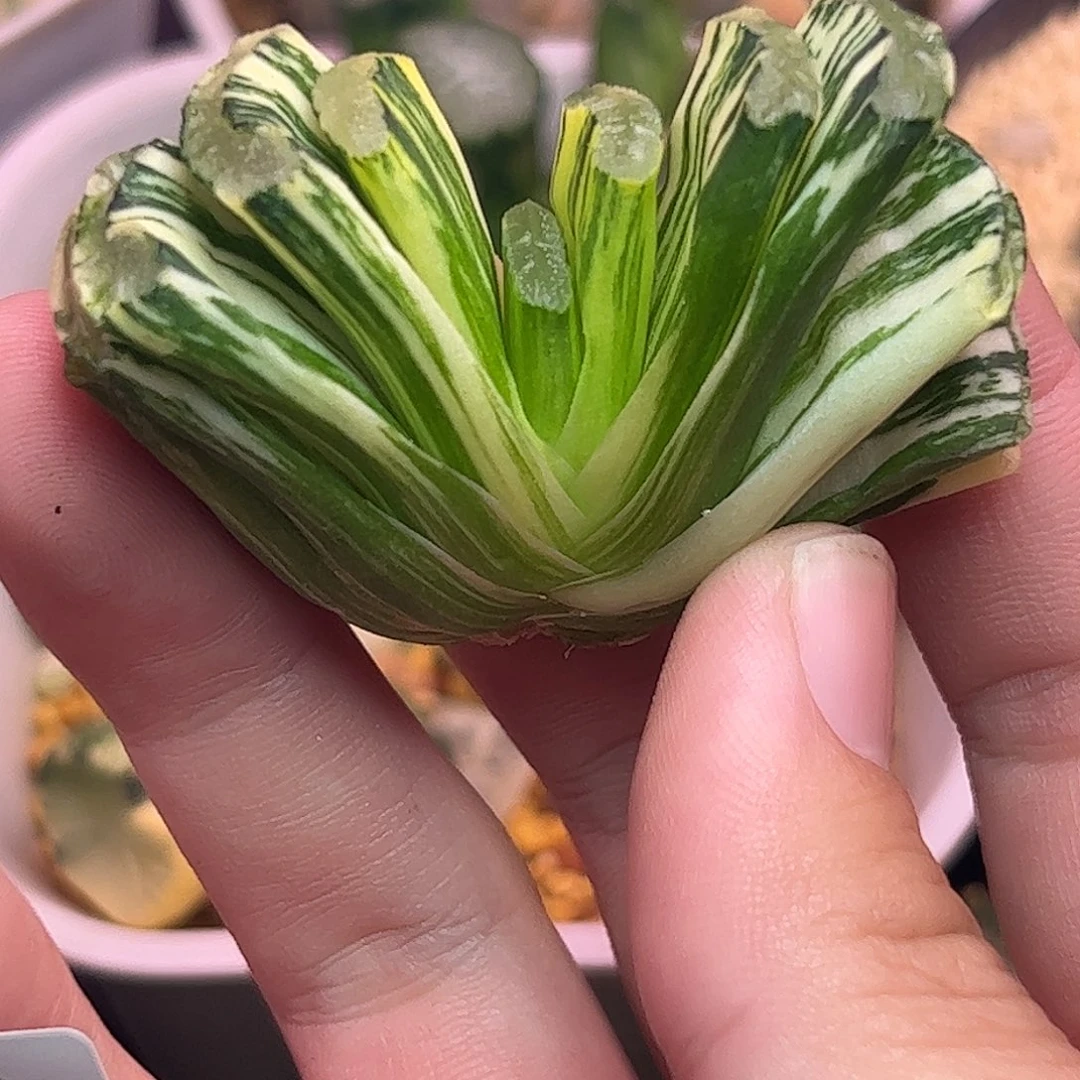 写乐实生锦十二卷多肉植物816