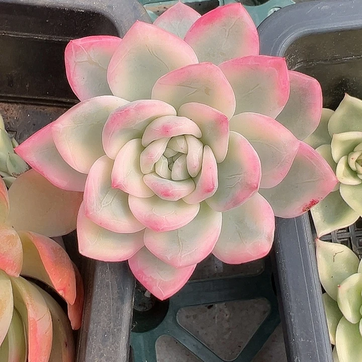 红***驴冰月亮锦转盘抵扣70余88