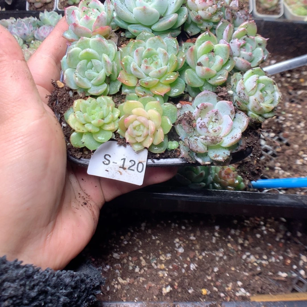 无花朵S120英语英语