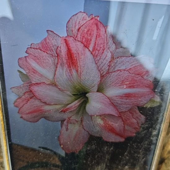 完全开放爱神4厘米左右一棵不包邮