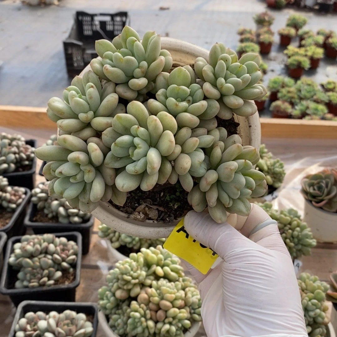 134比尔盖茨一物一拍