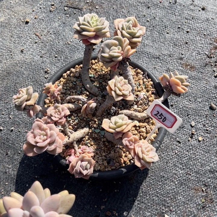 快***行可爱玫瑰不包整散250号