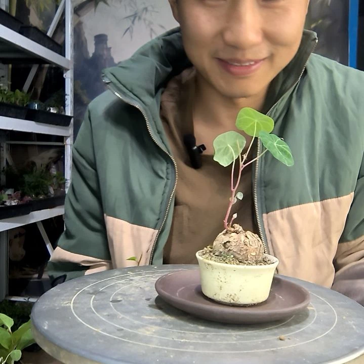 养***爱中青园艺一物一拍17