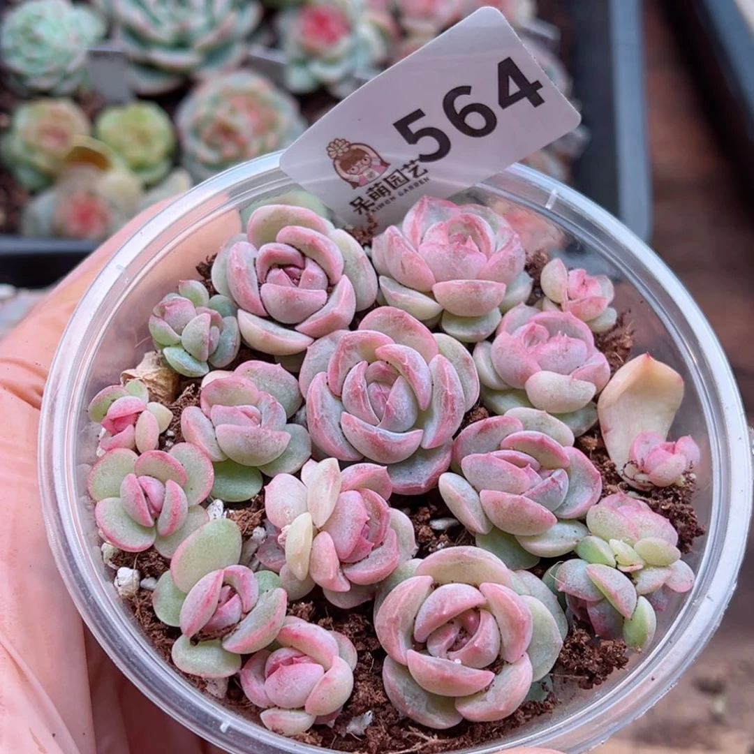 多肉植物多肉植物