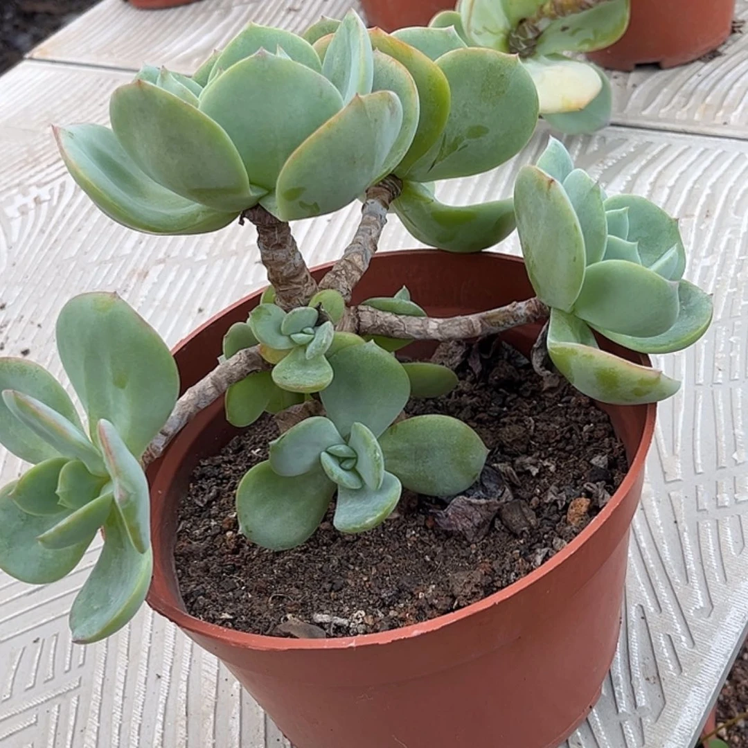 【闪购商品】无花朵小*菲