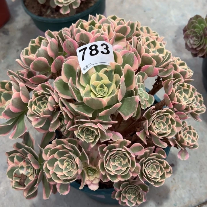 783妖月25厘米左右