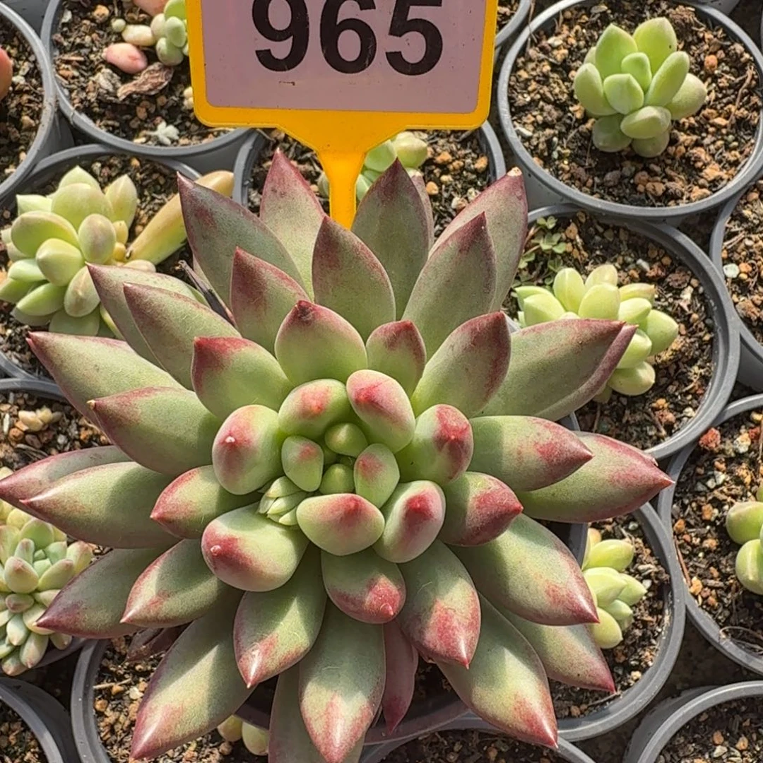 二代虞美人一物一拍965