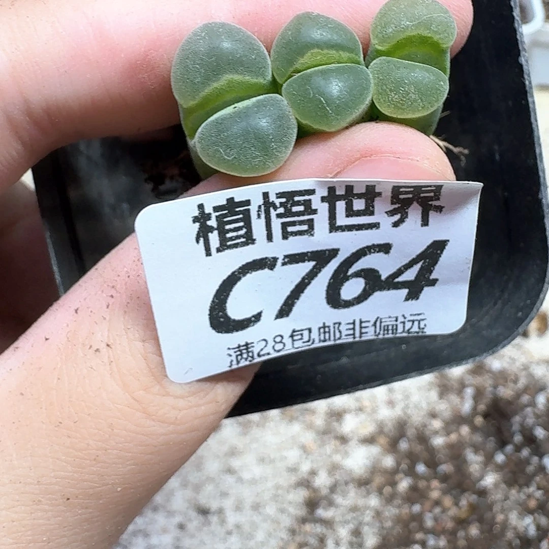 多肉植物的润泽发发