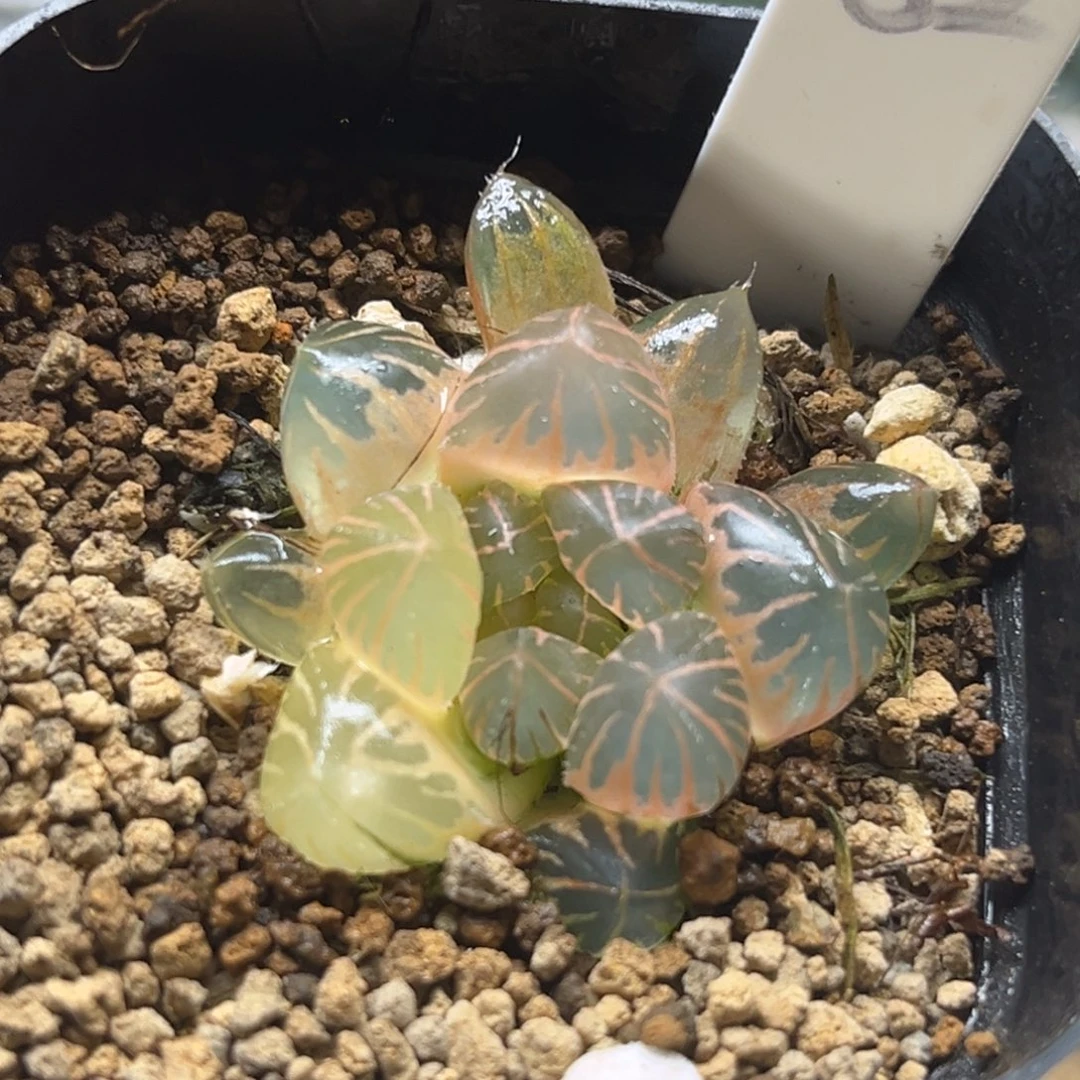 82糊斑龙爪玉露锦福利专场