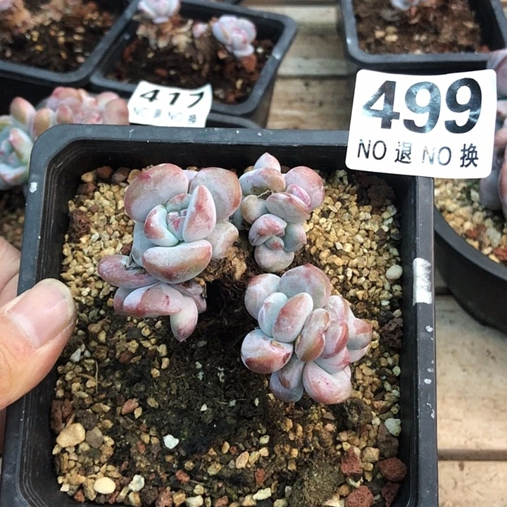 星影石榴籽福利出咯 499