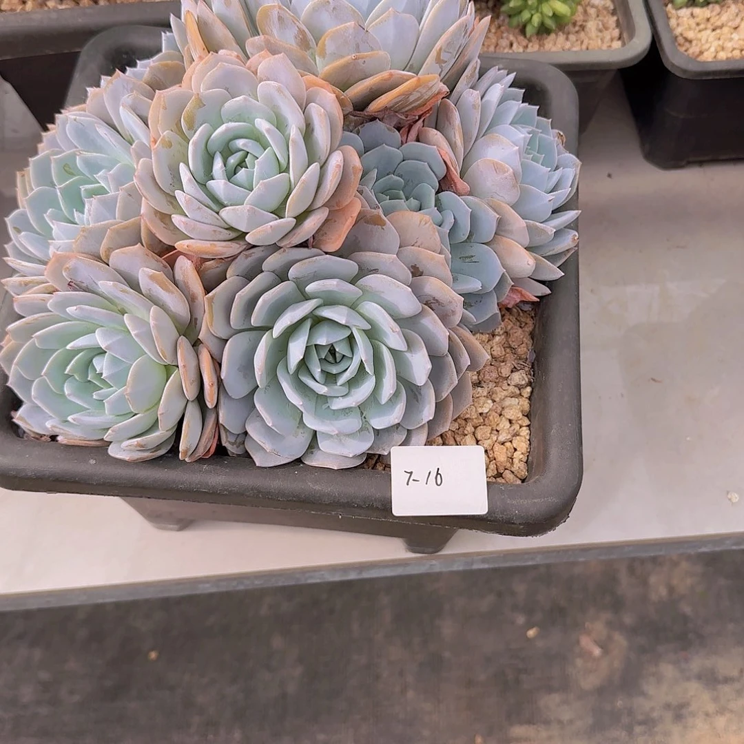 行***害7-16白茶多肉植物00