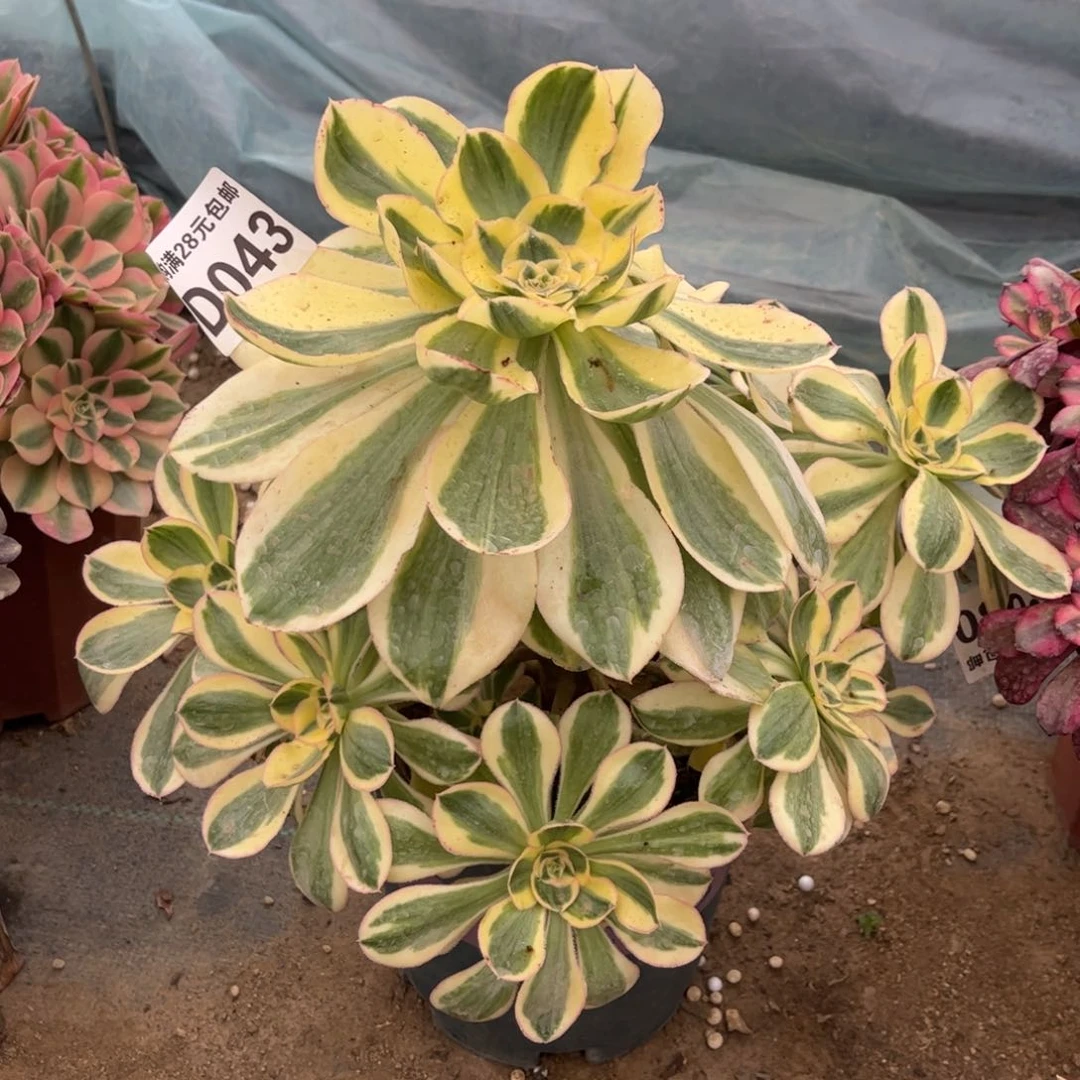043多肉植物艳姿锦