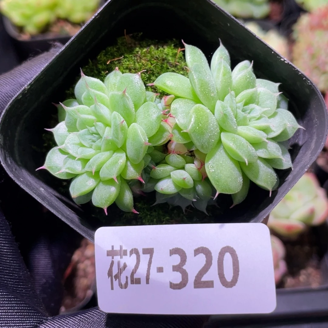 花利美27-320海王