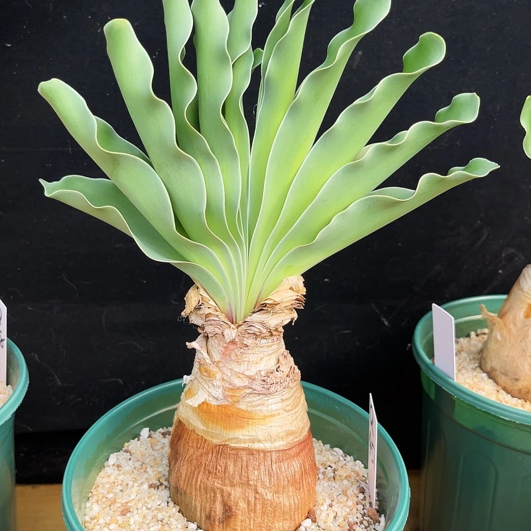 潮流植物优选巨凤之卵Q451号