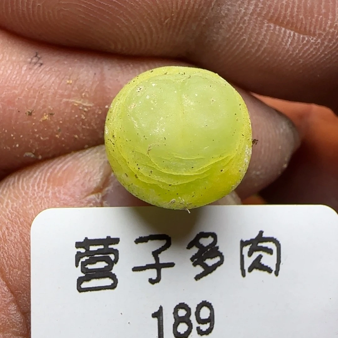 拉登sh1200尺寸1.2。