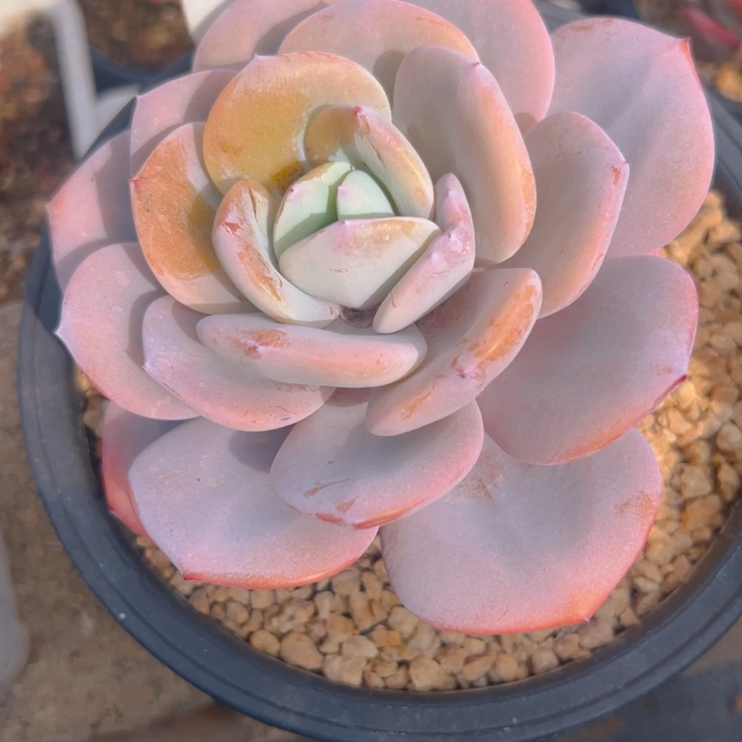 我****吗奶茶5106号一物一拍