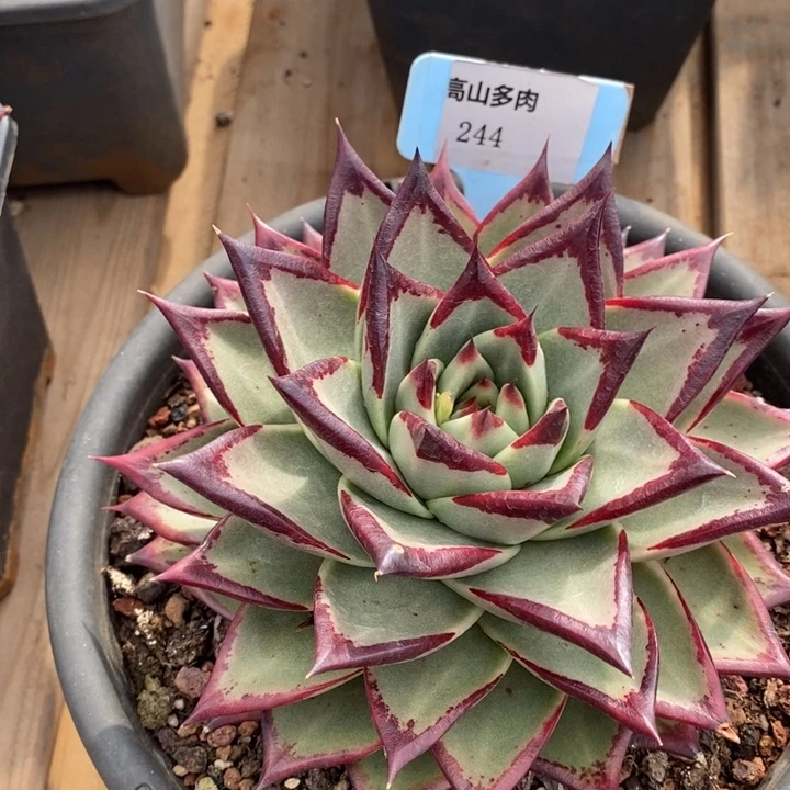 D244- 直播福利 乌木