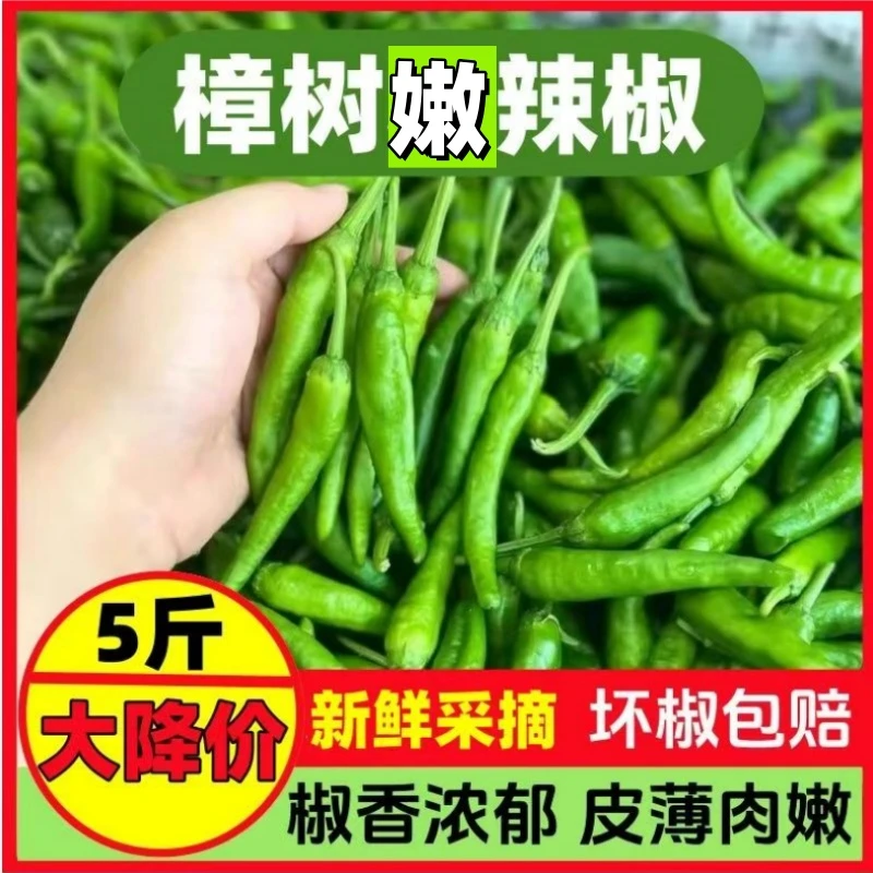 【特卖】正宗樟树品种辣椒辣椒现摘新鲜发货青椒薄皮辣椒微辣包邮