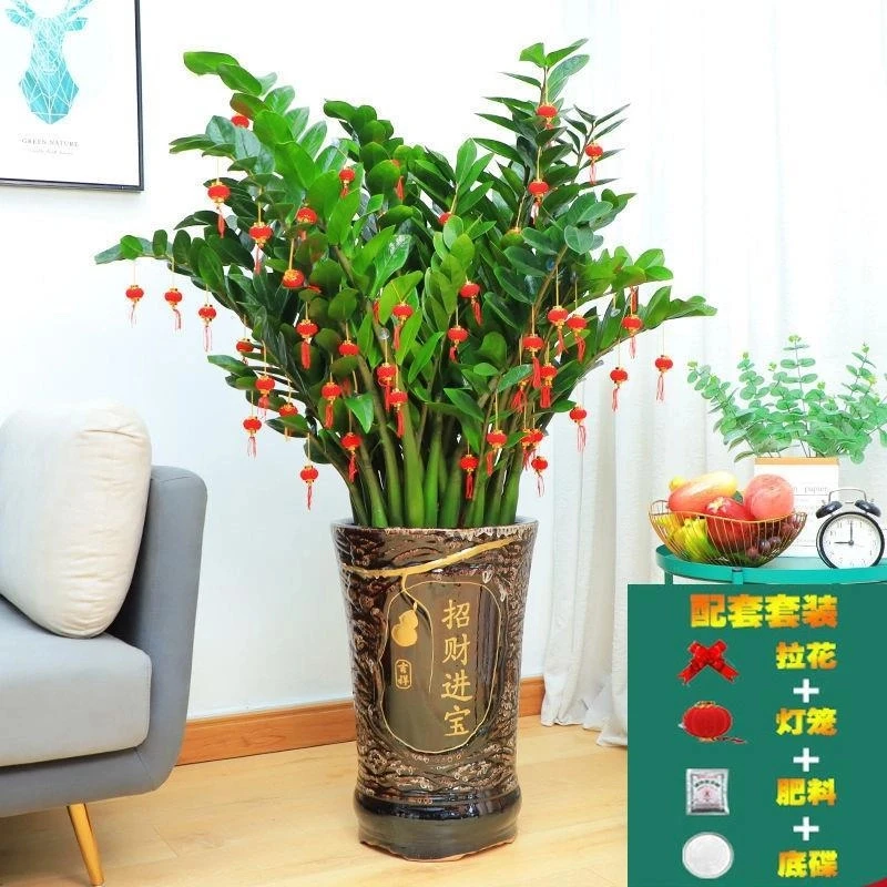 【只卖精品】金钱树大棵盆栽公司大型绿植乔迁开业送礼钱串子办公室