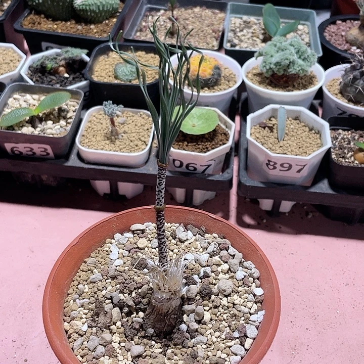 044产地G属双圈豹纹弹簧草