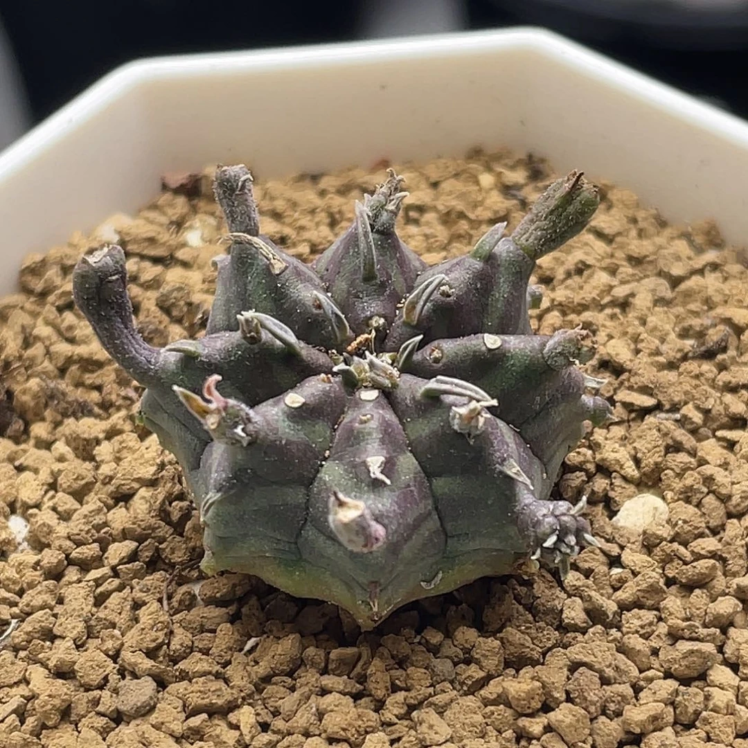 实生坤坤斑马法丽达